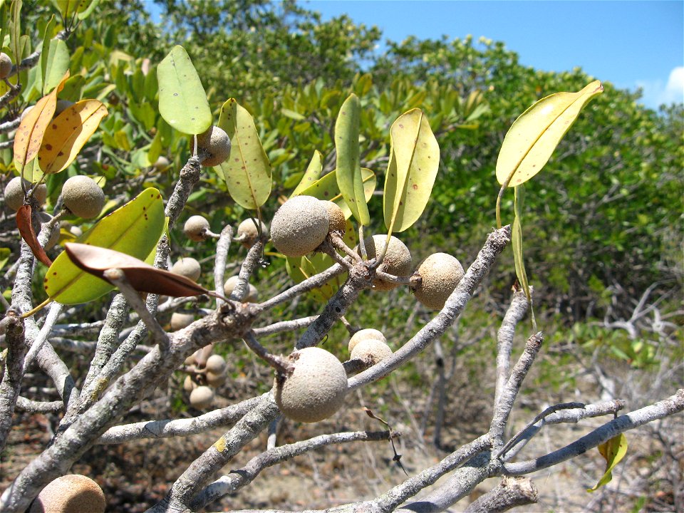 Manilkara jaimiqui ssp. emarginata, at Long Key State Park, Monroe County, Florida.