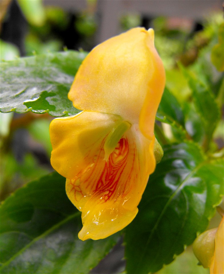 Impatiens auricoma in the Botanical Building at Balboa Park in San Diego, California, USA. Identified by sign.