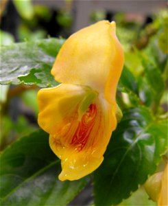 Impatiens auricoma in the Botanical Building at Balboa Park in San Diego, California, USA. Identified by sign.