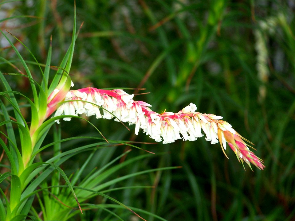 Dracophyllum secundum, Einseitswendiges Drachenbaumblatt, Subfamilia Styphelioideae, SO-Australien, Botanischer Garten Berlin