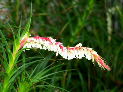 Dracophyllum secundum, Einseitswendiges Drachenbaumblatt, Subfamilia Styphelioideae, SO-Australien, Botanischer Garten Berlin