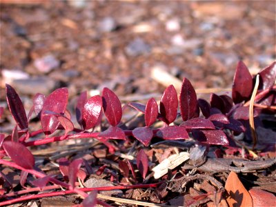 Creeping blueberry plant, Vaccinium crassifolium  growing at the United States Botanic Garden's National Garden, 100 Maryland Avenue, SW, Washington, DC.  Photo taken 2007-01-27 (winter).
