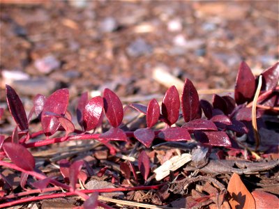 Creeping blueberry plant, Vaccinium crassifolium growing at the United States Botanic Garden's National Garden, 100 Maryland Avenue, SW, Washington, DC. Photo taken 2007-01-27 (winter). photo