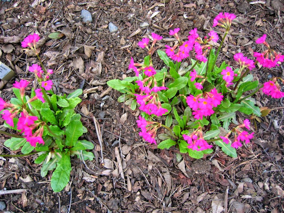 photo taken by Salvör in Grasagarður Reykjavíkur Botanical garden in Reykjavik, Iceland.