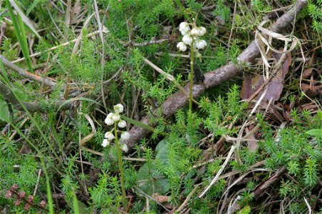Pyrola media