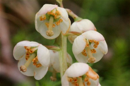 Pyrola media