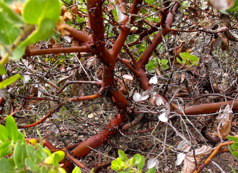 − bark. At the San Diego Botanic Garden, (formerly Quail Botanical Gardens), in Encinitas, California. Identified by sign. photo