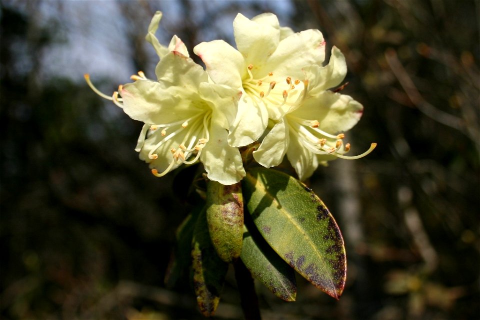 Rhododendron_keiskei_Hatobukiyama_2010-3-27