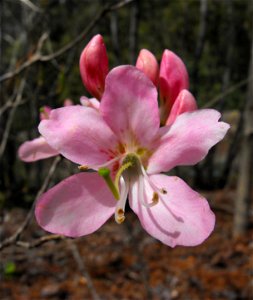 Rhododendron vaseyi at the UC Berkeley Botanical Garden, California, USA. Identified by sign. photo