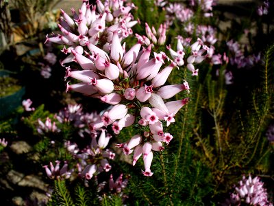Kirstenbosch Gardens Cape Town