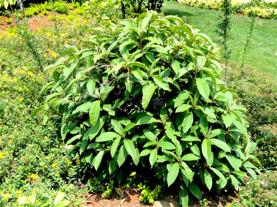 Plant specimen in the Kunming Botanical Garden, Kunming, Yunnan, China.