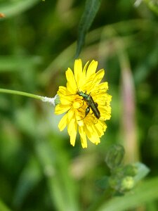 Psilothrix cyaneus taraxacum officinale bitter chicory