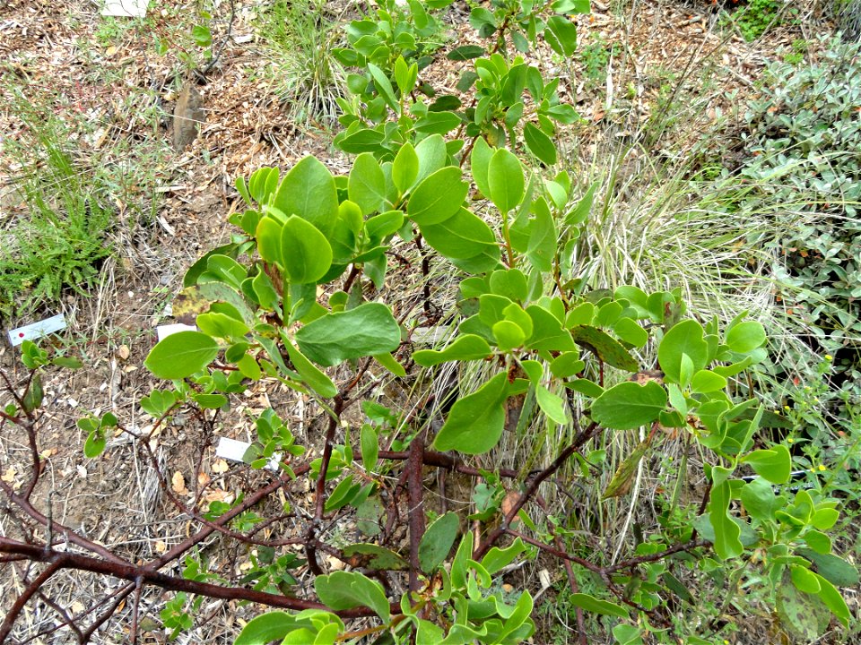 Arctostaphylos mewukka ssp. truei specimen in the University of California Botanical Garden, Berkeley, California, USA.