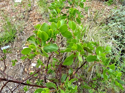 Arctostaphylos mewukka ssp. truei specimen in the University of California Botanical Garden, Berkeley, California, USA. photo