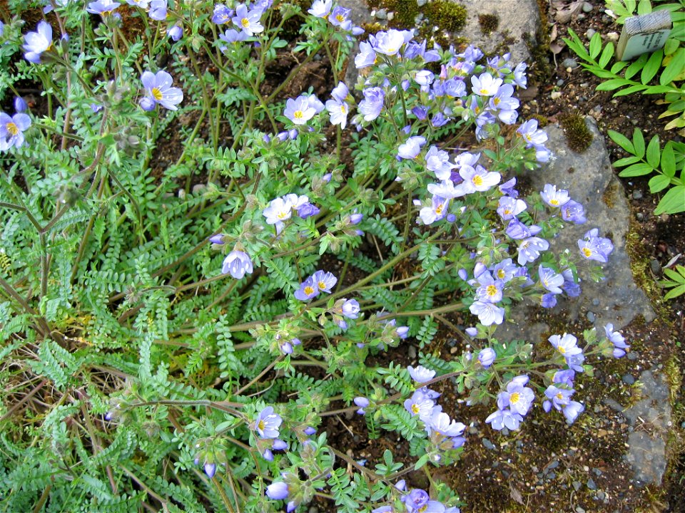 polemonium pulcherrimum

Photo by Salvor taken in the botanical garden in Reykjavik.