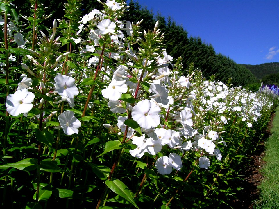 Phlox carolina en    'Mrs. Lingard' in a market garden, Norway.