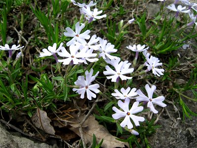 Phlox bifida ssp. stellaria on limestone cliffs of the Kentucky River Palisades, Jessamine County, Kentucky.