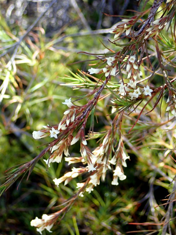 A flowering branch of the endemic New Zealand plant Dracophyllum ophioliticum