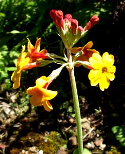 Primula bulleyana in the UC Botanical Garden, Berkeley, California, USA. Identified by sign.
