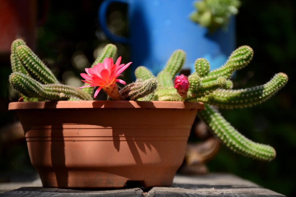 Nature flower garden