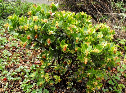 — Montara manzanita. Endemic to California, where it is only known from a few occurrences on San Bruno Mountain and on Montara Mountain, in San Mateo County, western San Francisco Bay Area. Found in photo