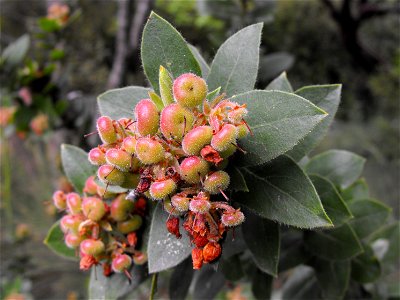 — Montara manzanita. Endemic to California, where it is only known from a few occurrences on San Bruno Mountain and on Montara Mountain, in San Mateo County, western San Francisco Bay Area. Found in photo