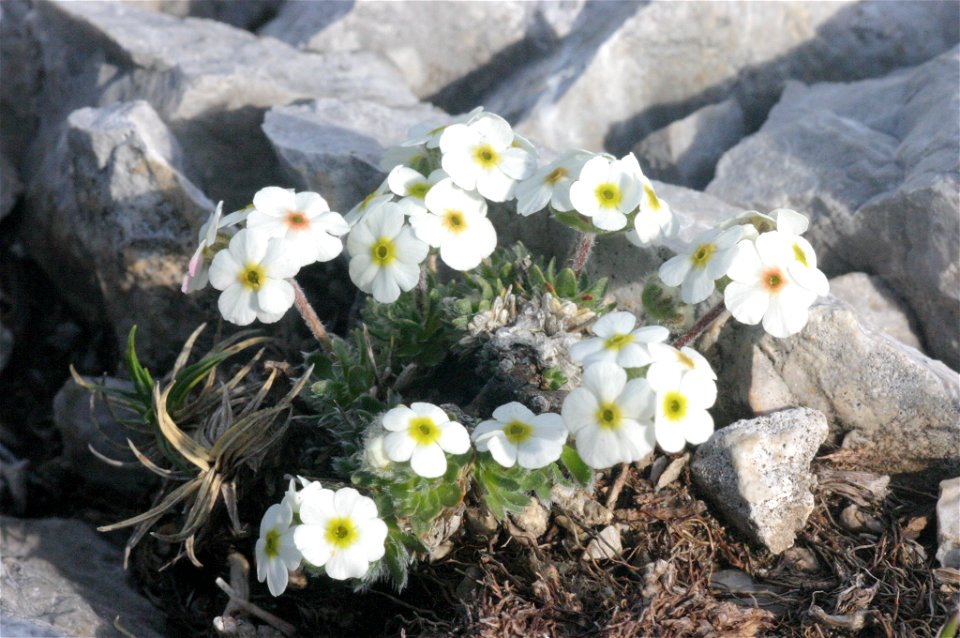 Androsace villosa