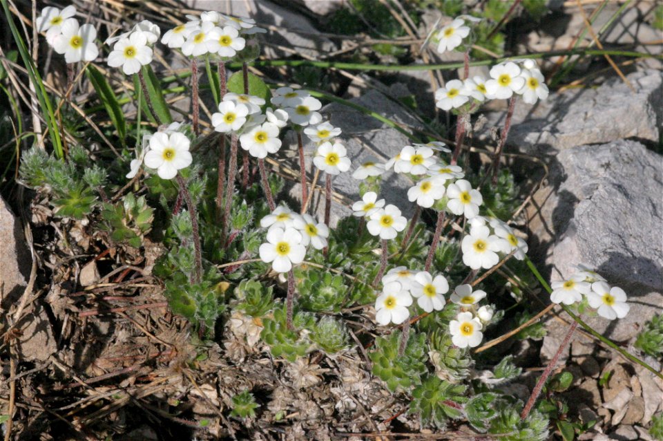 Androsace villosa