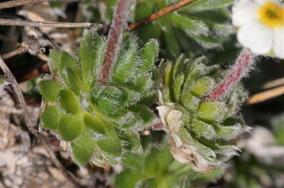 Androsace villosa