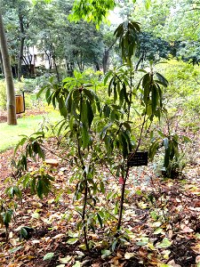 Rhododendron specimen in the Kunming Botanical Garden, Kunming, Yunnan, China.