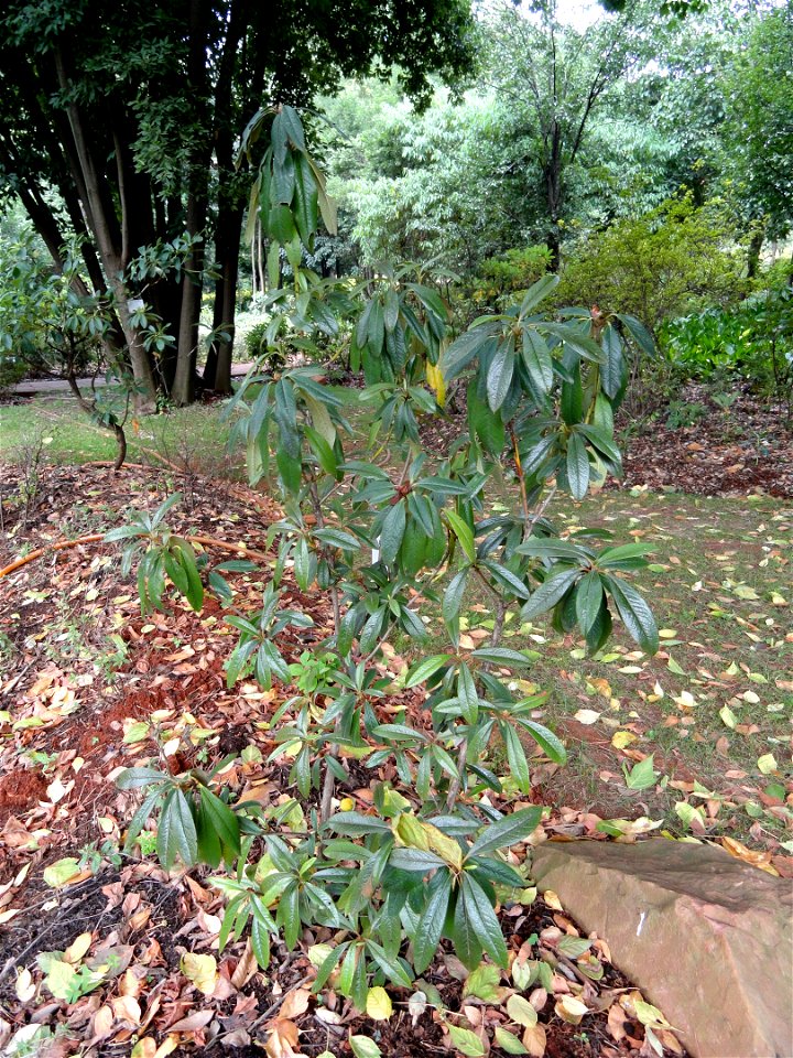 Rhododendron specimen in the Kunming Botanical Garden, Kunming, Yunnan, China.