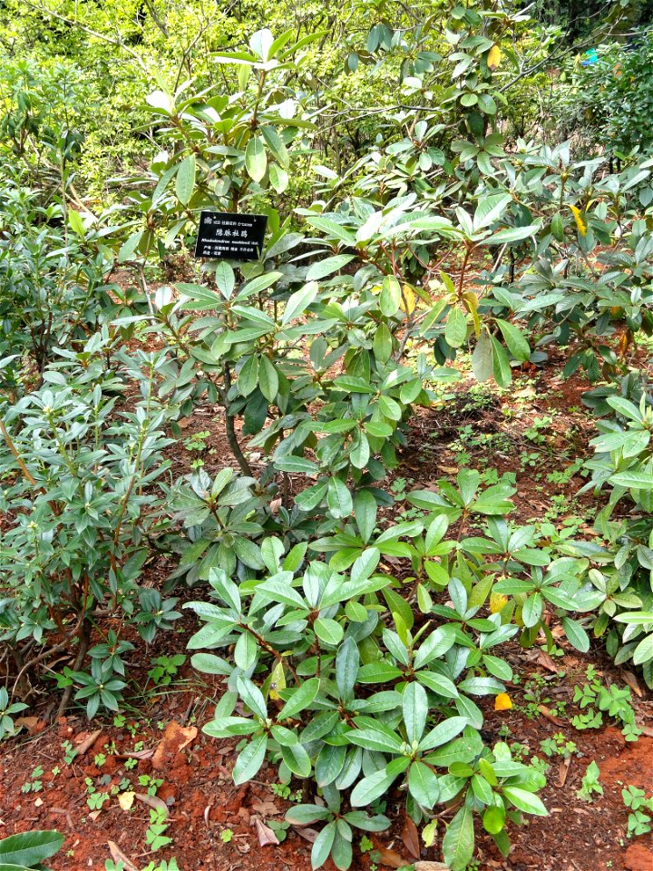 Rhododendron specimen in the Kunming Botanical Garden, Kunming, Yunnan, China.