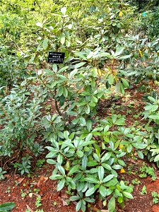 Rhododendron specimen in the Kunming Botanical Garden, Kunming, Yunnan, China.
