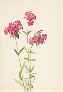 Hairy Phlox (Phlox amoena)