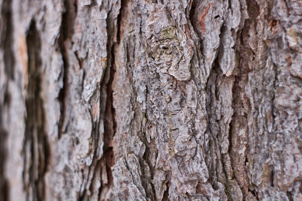 Tree structure bark
