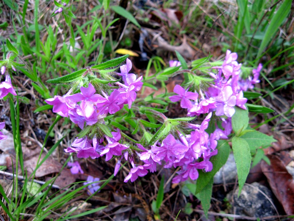 Phlox amoena, barren on Dripping Springs Escarpment Edmonson County, Kentucky.