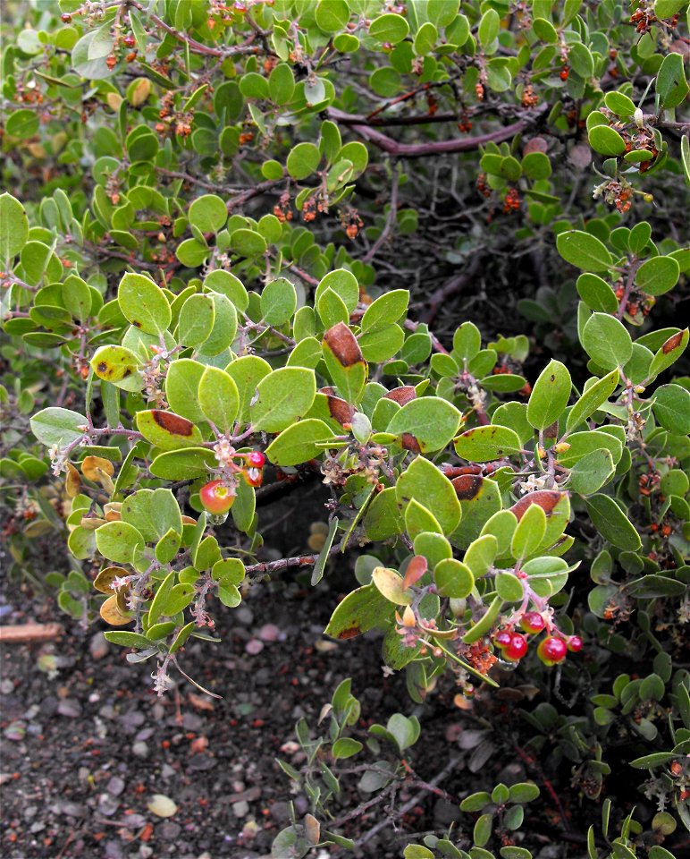 Arctostaphylos rudis at the UC Berkeley Botanical Garden, California, USA. Identified by sign.