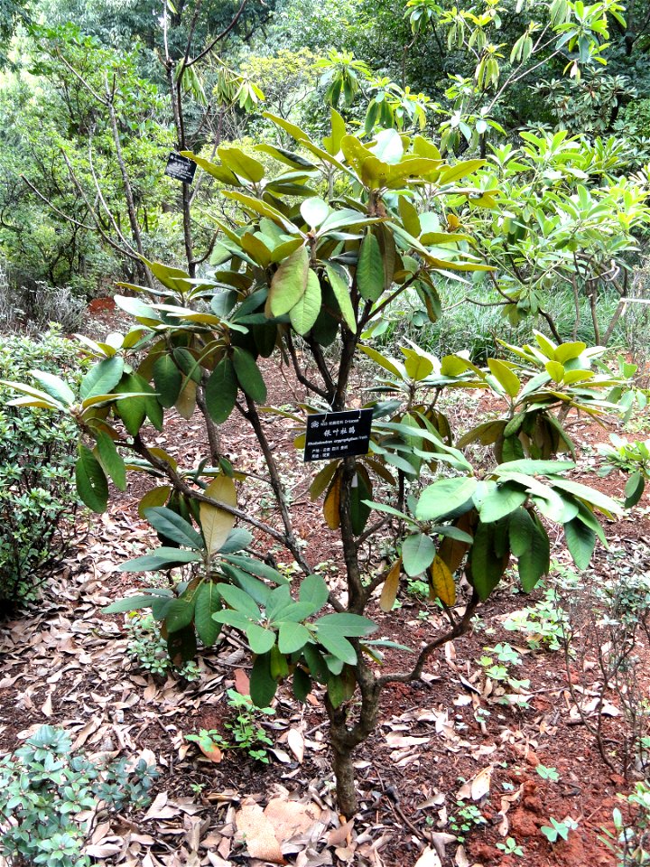 Rhododendron specimen in the Kunming Botanical Garden, Kunming, Yunnan, China.