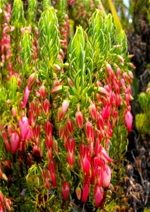 Erica plukenetii at UC Berkeley Botanical Garden, California, USA. Identified by sign.