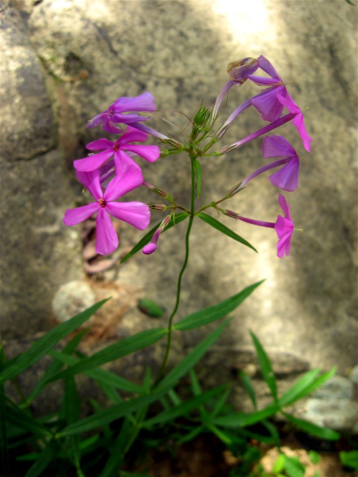 Phlox glaberrima, banks of the  Locust Fork of the Black Warrior River, Blount County, Alabama.