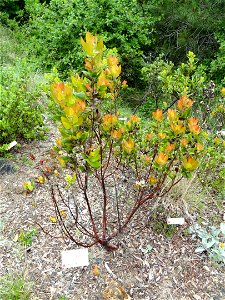 Arctostaphylos andersonii specimen in the University of California Botanical Garden, Berkeley, California, USA.