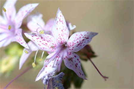 Image title: Beautiful white flower with pink little spots on it Image from Public domain images website, http://www.public-domain-image.com/full-image/flora-plants-public-domain-images-pictures/flowe photo