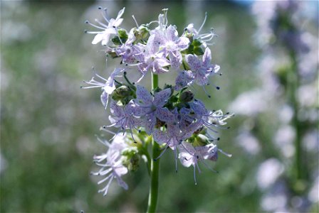 Image title: Ipomopsis polyantha pagosa skyrocket flowers Image from Public domain images website, http://www.public-domain-image.com/full-image/flora-plants-public-domain-images-pictures/flowers-publ photo