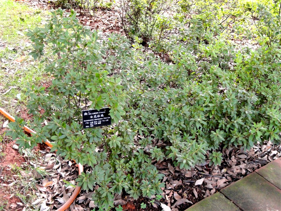 Rhododendron specimen in the Kunming Botanical Garden, Kunming, Yunnan, China.
