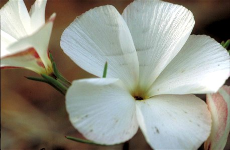 Image title: Evening snow flower plant petals close up linanthus dichotomus Image from Public domain images website, http://www.public-domain-image.com/full-image/flora-plants-public-domain-images-pic photo