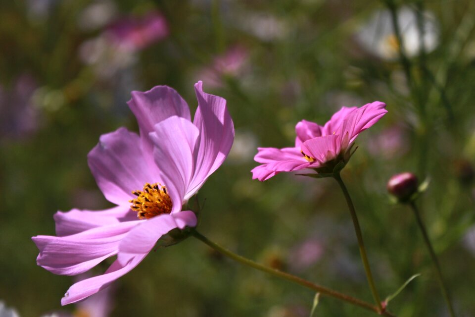 Plants flower garden petal