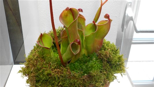A Heliamphora pitcher plant on display at the United States Botanic Garden, during their Savage Gardens exhibit.