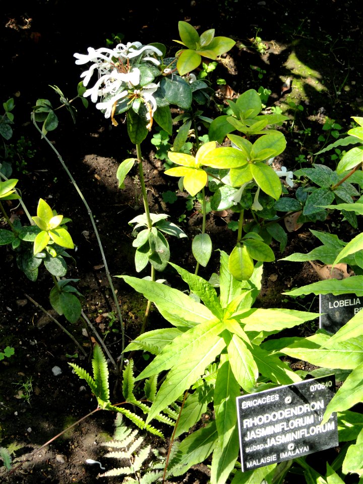 Rhododendron jasminiflorum specimen in the Jardin Botanique de Lyon, Parc de la Tête d'Or, Lyon, France.