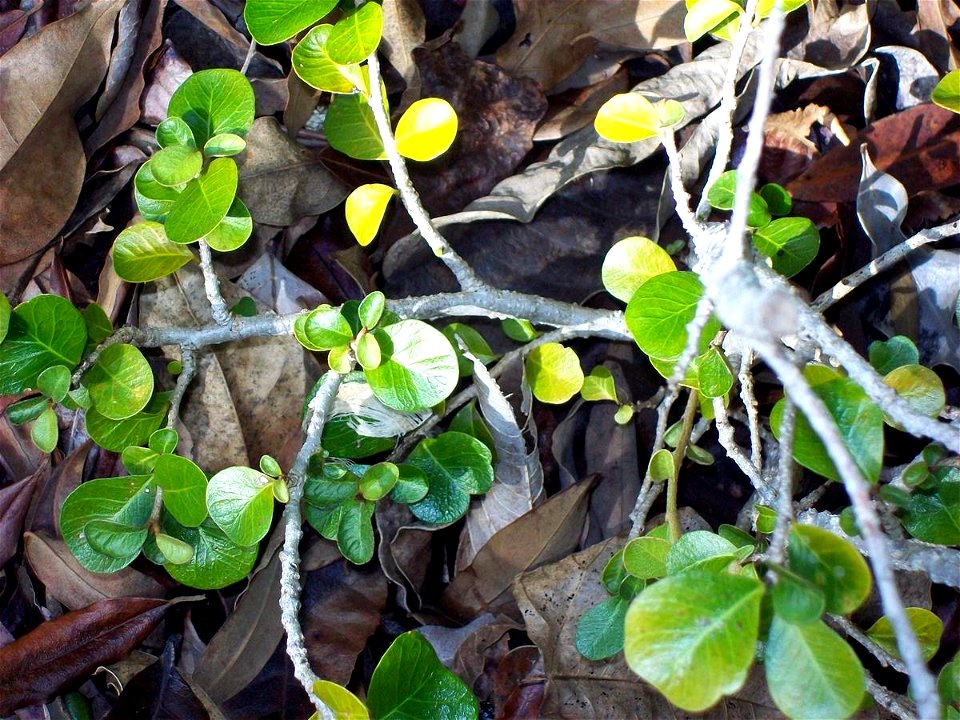 Pouteria cotinifolia var cotinifolia, Coffs Harbour Botanic Gardens, Australia