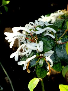 Rhododendron jasminiflorum specimen in the Jardin Botanique de Lyon, Parc de la Tête d'Or, Lyon, France.